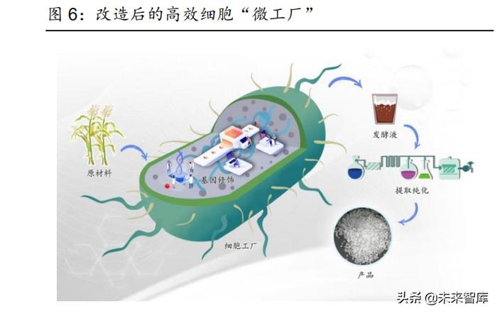 化工行业合成生物学专题报告 革故鼎新，方兴未艾——合成材料制造的绿色革命